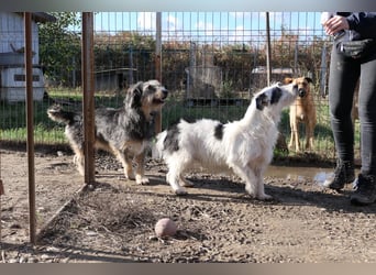 Nosy sanfter freundlicher Sonnenschein wartet auf seine lieben Menschen