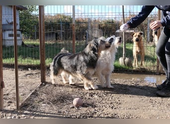 NOSY - liebenswerter, kleiner Rüde sucht ein liebevolles Zuhause