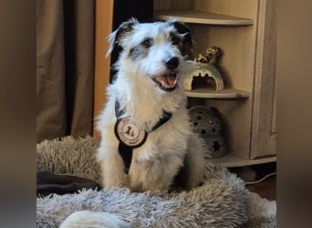 NOSY ist bei Spaziergängen fröhlich & frei