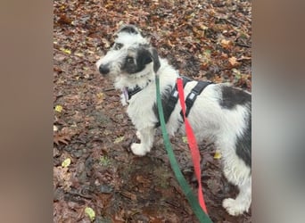 NOSY ist bei Spaziergängen fröhlich & frei