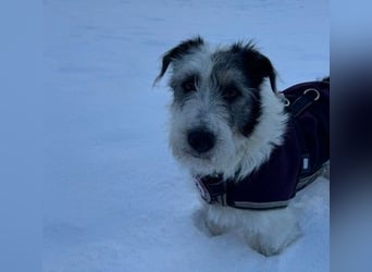 NOSY ist bei Spaziergängen fröhlich & frei