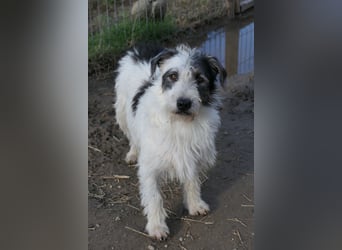 Nosy sanfter freundlicher Sonnenschein wartet auf seine lieben Menschen