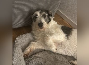 Nosy sanfter freundlicher Sonnenschein wartet auf seine lieben Menschen