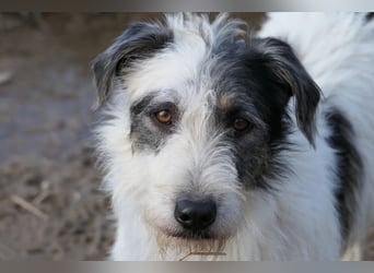 Nosy sanfter freundlicher Sonnenschein wartet auf seine lieben Menschen