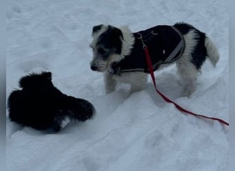 NOSY - liebenswerter, kleiner Rüde sucht ein liebevolles Zuhause