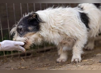 Nosy sanfter freundlicher Sonnenschein wartet auf seine lieben Menschen