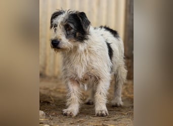 Nosy sanfter freundlicher Sonnenschein wartet auf seine lieben Menschen