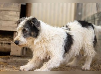 NOSY - liebenswerter, kleiner Rüde sucht ein liebevolles Zuhause