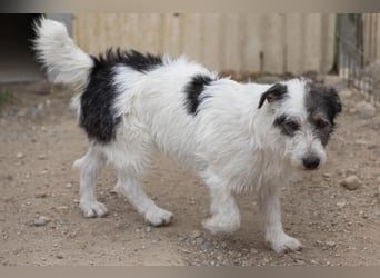 Nosy sanfter freundlicher Sonnenschein wartet auf seine lieben Menschen
