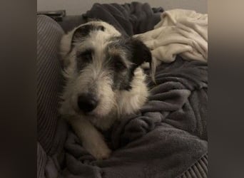 NOSY ist bei Spaziergängen fröhlich & frei