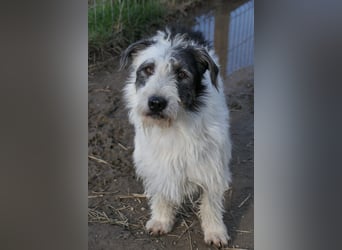 NOSY ist bei Spaziergängen fröhlich & frei