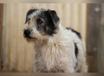 NOSY - liebenswerter, kleiner Rüde sucht ein liebevolles Zuhause