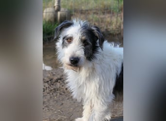 NOSY - liebenswerter, kleiner Rüde sucht ein liebevolles Zuhause