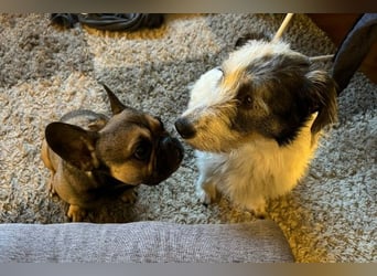 NOSY ist bei Spaziergängen fröhlich & frei