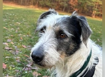 NOSY ist bei Spaziergängen fröhlich & frei