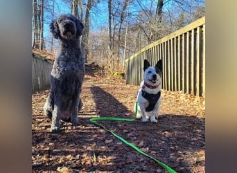 BRIM  Kleiner Hund mit riesen Herz