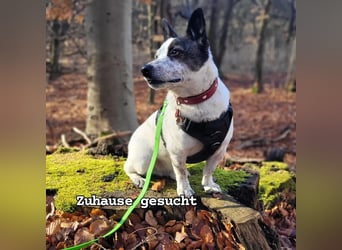 BRIM  Kleiner Hund mit riesen Herz