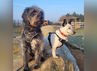 BRIM  Kleiner Hund mit riesen Herz