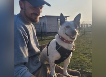 BRIM  Kleiner Hund mit riesen Herz