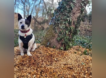 BRIM  Kleiner Hund mit riesen Herz