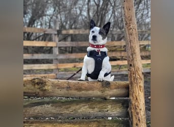 BRIM  Kleiner Hund mit riesen Herz