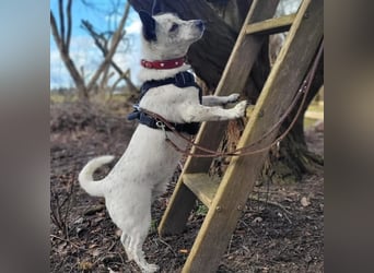 BRIM  Kleiner Hund mit riesen Herz