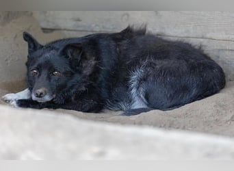 LARA - unsichere Hündin benötigt Geduld und Zuwendung