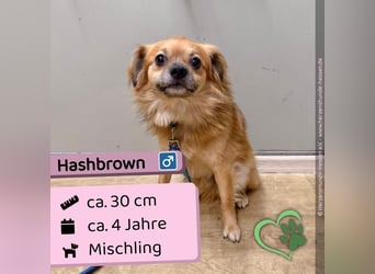 Hashbrown
