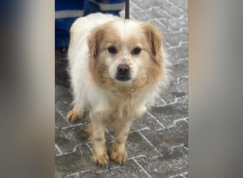 Lio - Rüde - geb. 01/2020