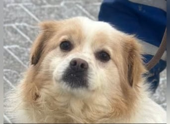 Lio - Rüde - geb. 01/2020