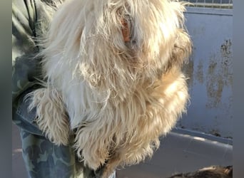 Balu - Rüde - geb. 01/2021 - 40 cm