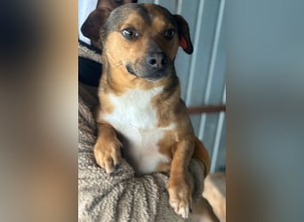 Kalle - Rüde - geb. 08/2021