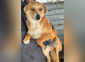 Flip - Rüde - geb. ca. 2022