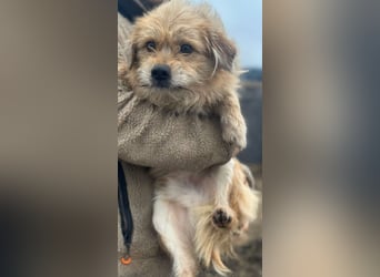 Strolchi - Rüde - ca. 30 cm