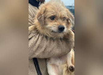 Strolchi - Rüde - ca. 30 cm