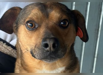 Kalle - Rüde - geb. 08/2021