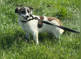 Timo - Rüde - geb. 01/2022 - 35 cm