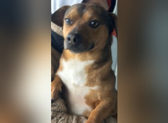 Kalle - Rüde - geb. 08/2021