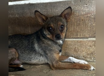 Peanut - Rüde - geb. 01/2024 - 33 cm