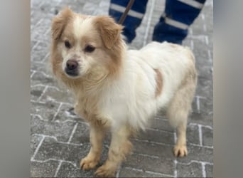 Lio - Rüde - geb. 01/2020