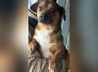 Kalle - Rüde - geb. 08/2021