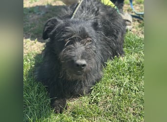 Bobby - Rüde - geb. 01/2022 - 35 cm