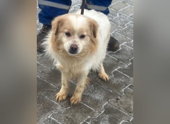 Lio - Rüde - geb. 01/2020