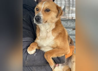 Flip - Rüde - geb. ca. 2022