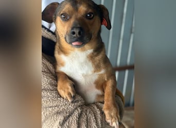 Kalle - Rüde - geb. 08/2021