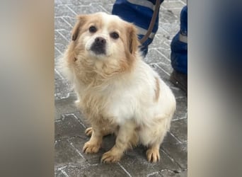 Lio - Rüde - geb. 01/2020