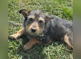 Josie - Hündin - geb. 03/2023 - 32 cm
