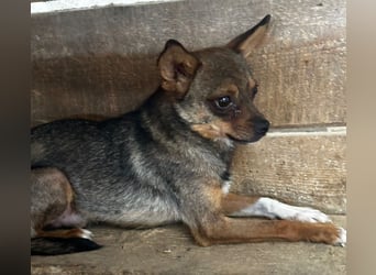 Peanut - Rüde - geb. 01/2024 - 33 cm
