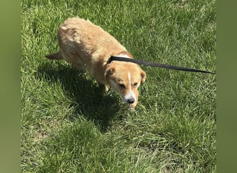 Flip - Rüde - geb. ca. 2022