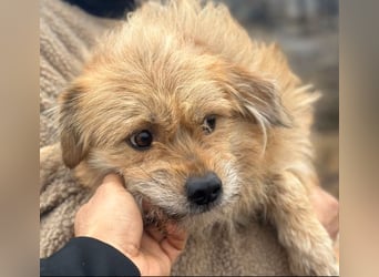 Strolchi - Rüde - ca. 30 cm